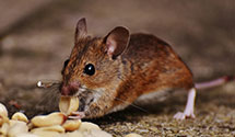 Find Exterminators in Austin County